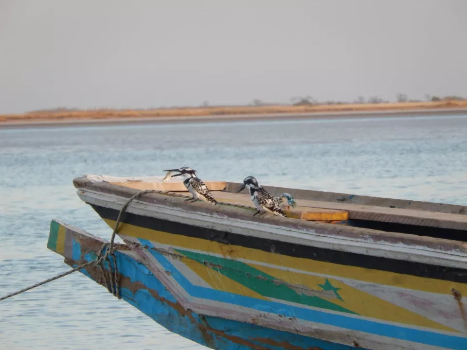 Gordon Raid Sénégal 2019
