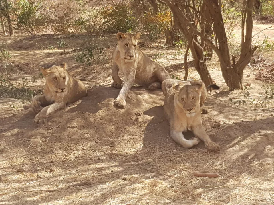 Gordon Raid Sénégal 2019